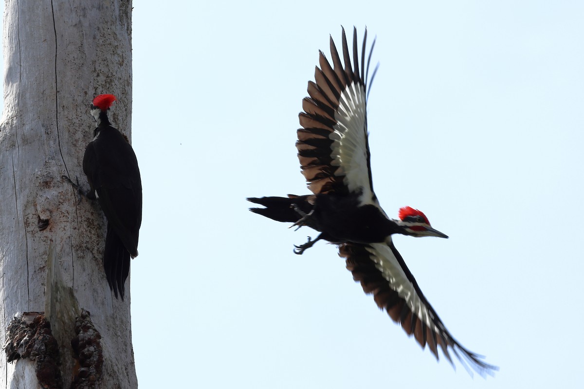 Pileated Woodpecker - ML546380761