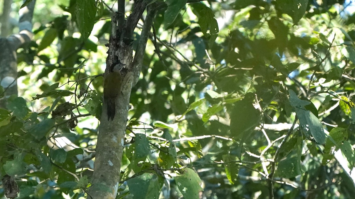Gray-headed Woodpecker - Indira Thirkannad