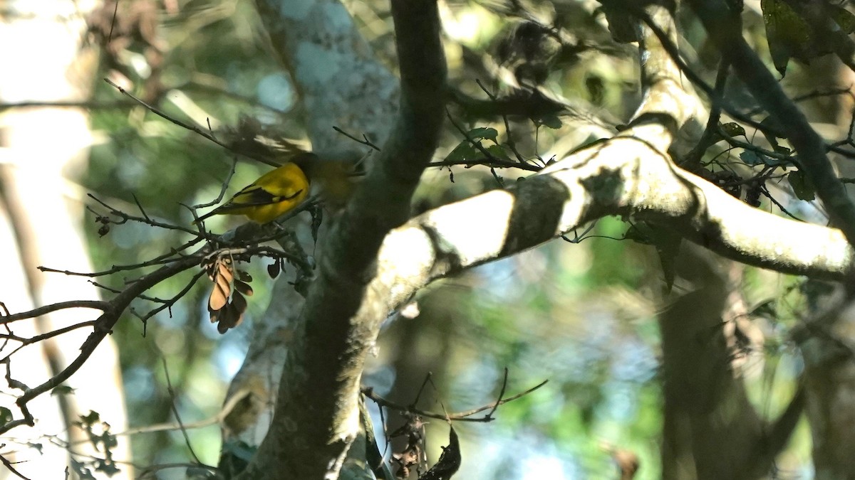 Black-hooded Oriole - ML546381021