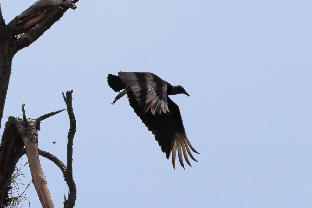 Black Vulture - ML546381951