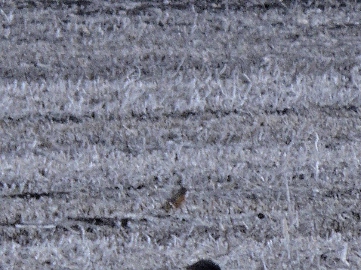 American Robin - ML546383771