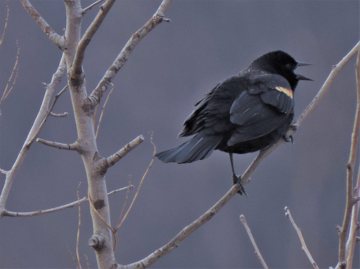 Red-winged Blackbird - ML546383901