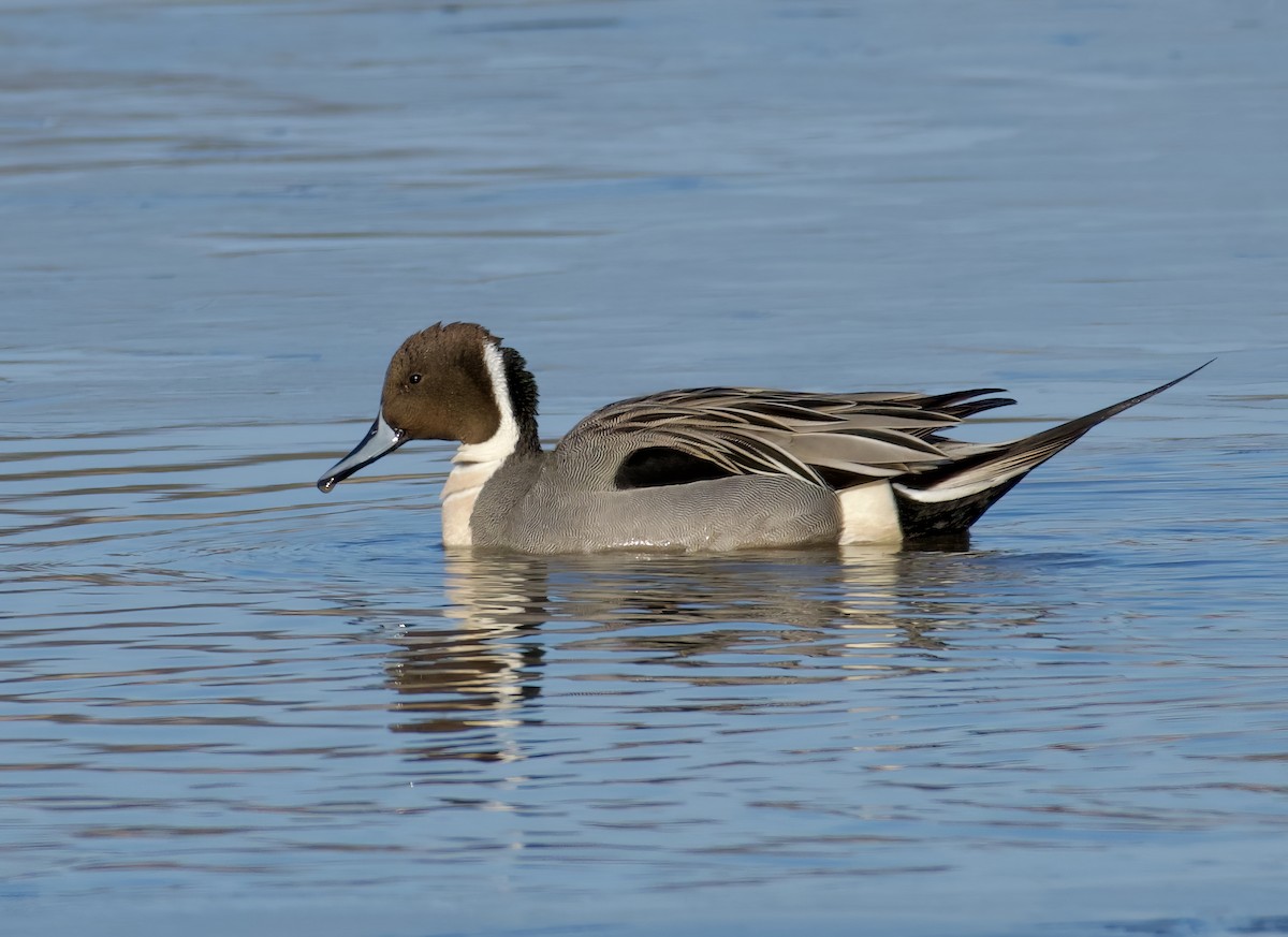 Northern Pintail - Alan Bloom