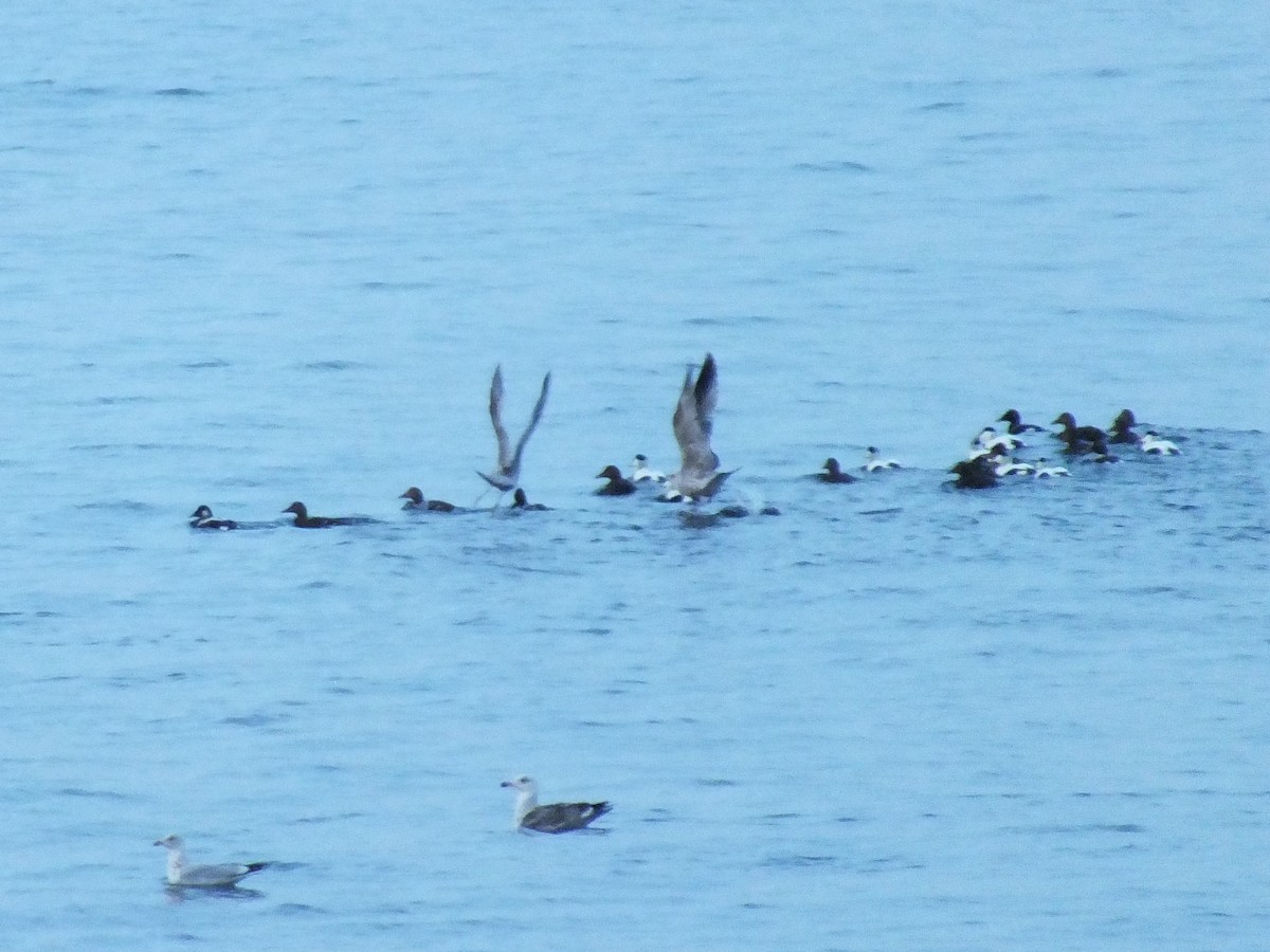 Common Eider - ML546384961