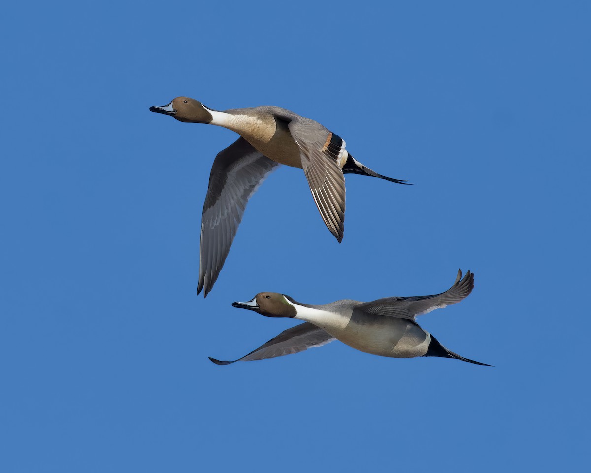 Northern Pintail - Alan Bloom