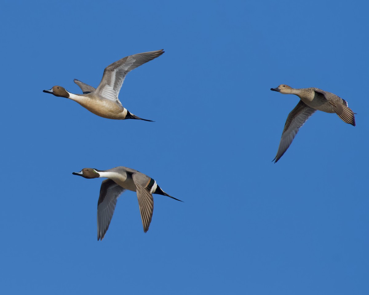 Northern Pintail - Alan Bloom