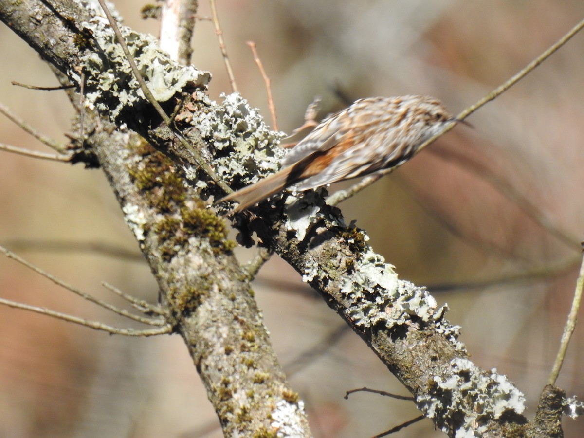 Brown Creeper - James Holsinger