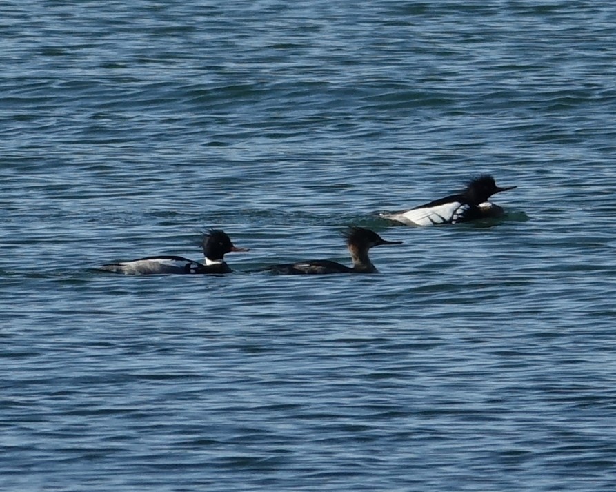 Red-breasted Merganser - ML546387071