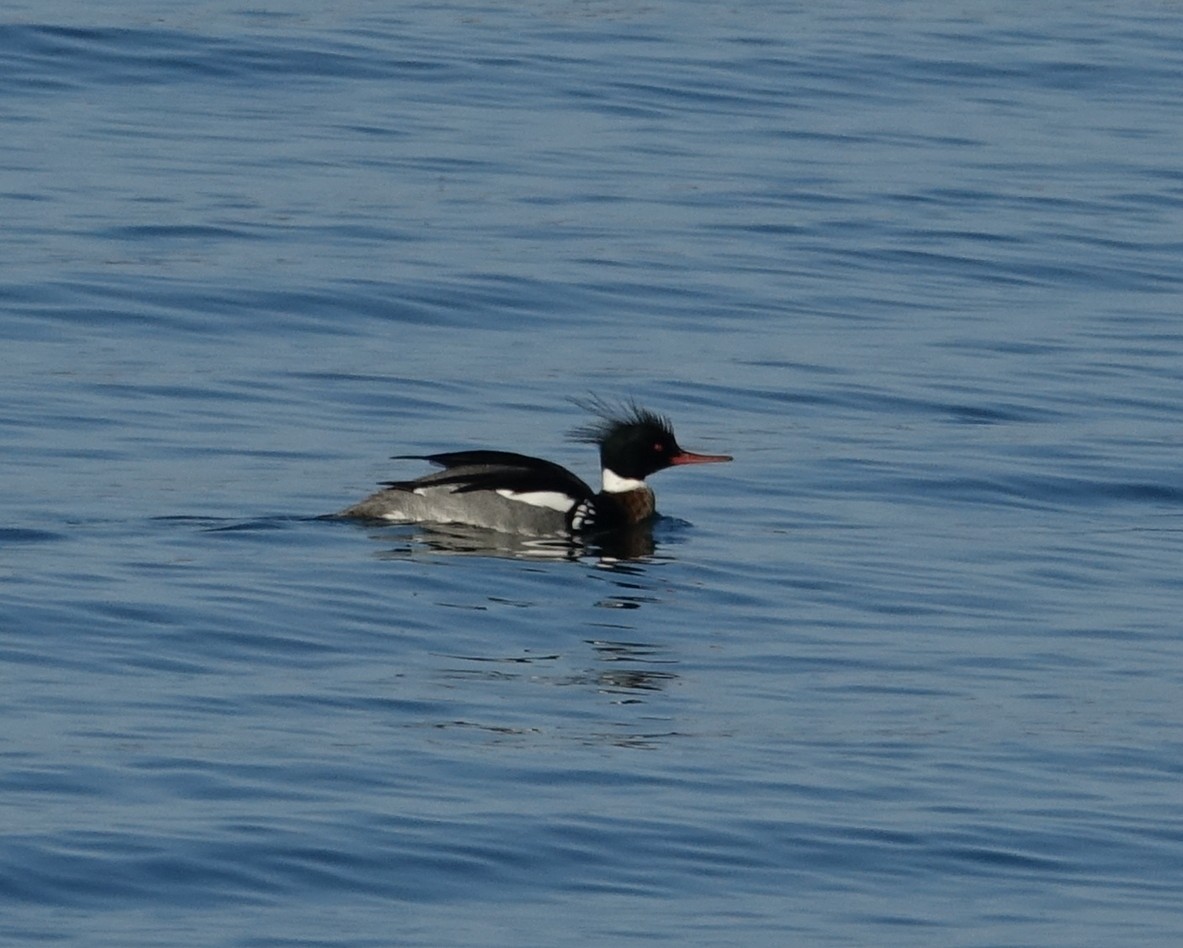 Red-breasted Merganser - ML546387081