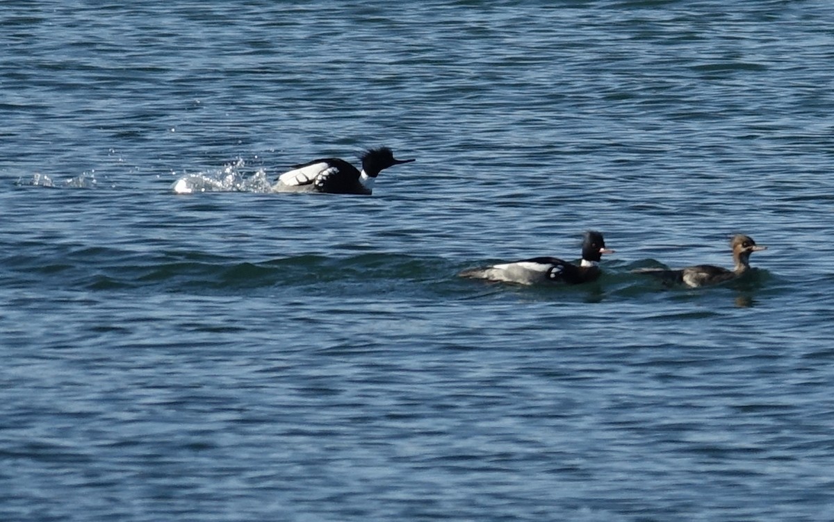 Red-breasted Merganser - ML546387091