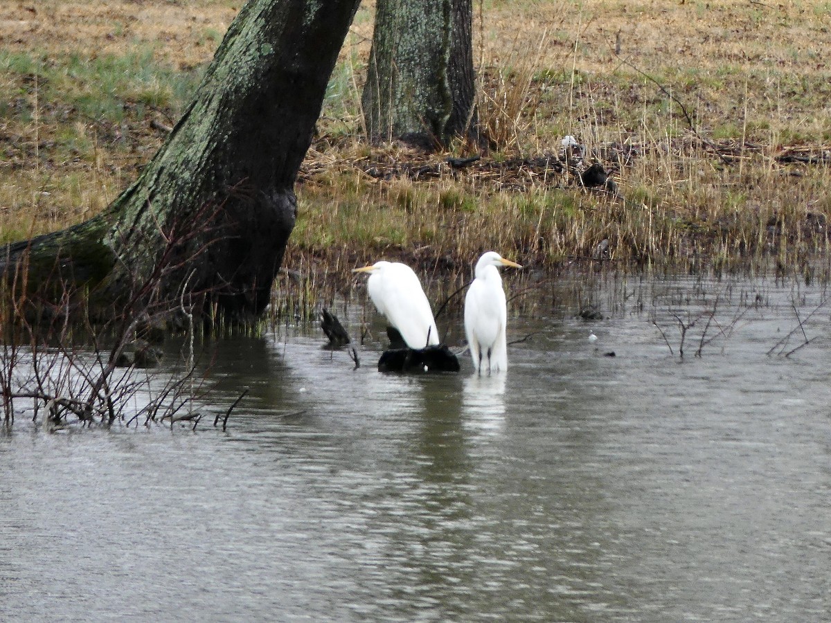 Great Egret - ML546388041