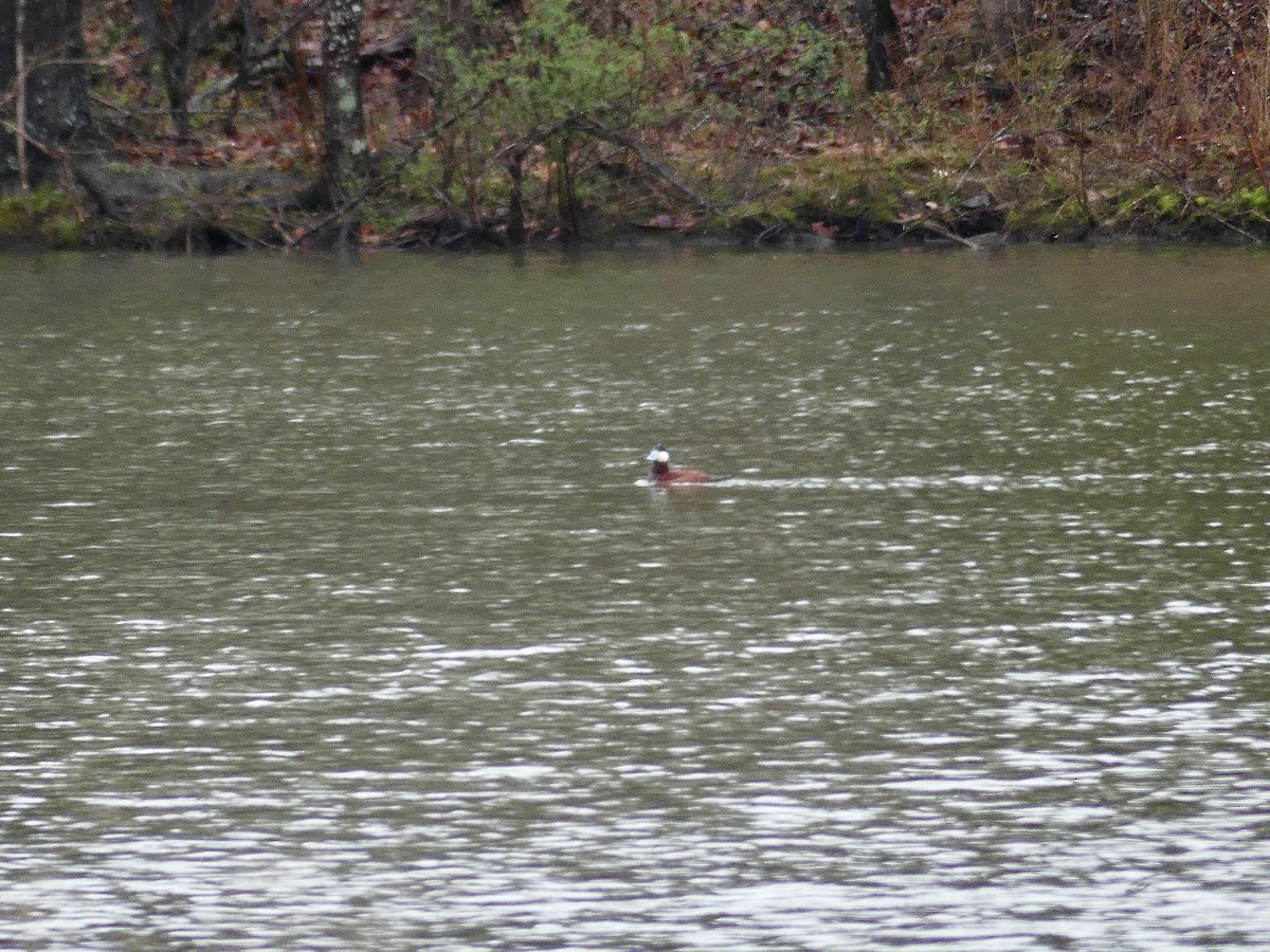 Ruddy Duck - ML546388061