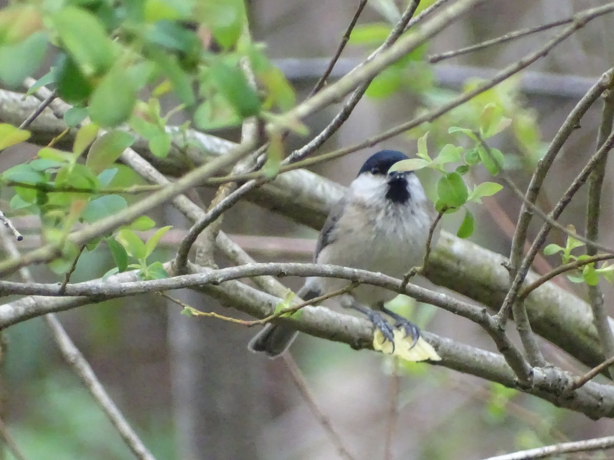 Marsh Tit - Josean Gorriti