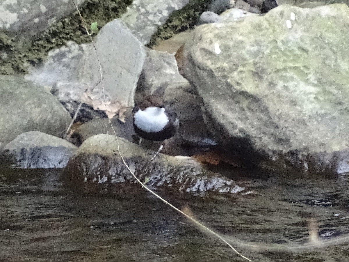 White-throated Dipper - ML546388411