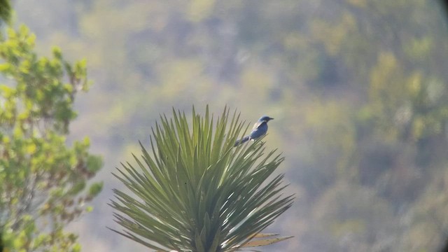 Woodhouse's Scrub-Jay - ML546388711