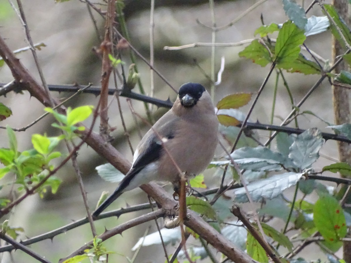 Eurasian Bullfinch - Josean Gorriti