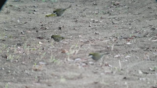 Green-striped Brushfinch - ML546389571