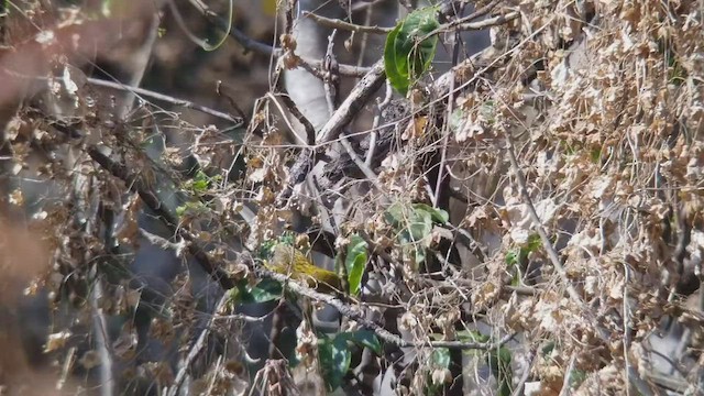 Cardinal jaune - ML546389881