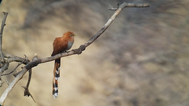 Squirrel Cuckoo - ML546390121