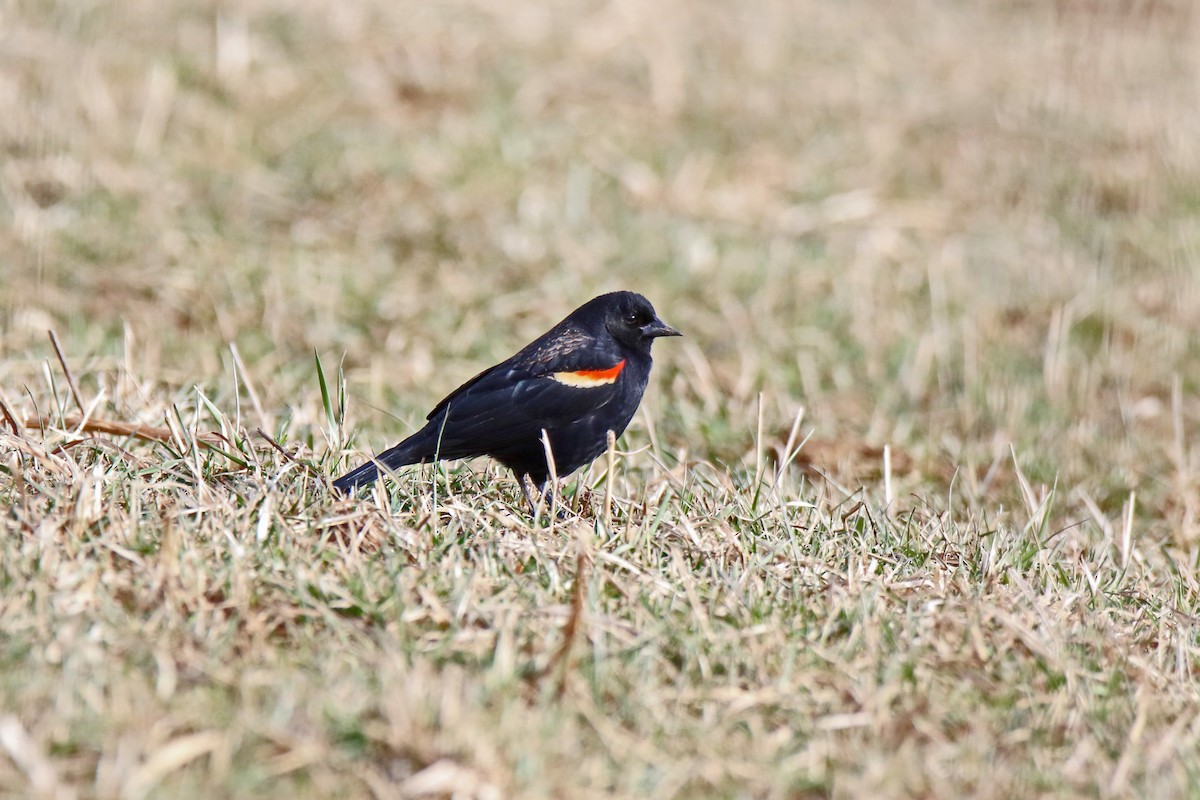 Red-winged Blackbird - David Schlabach