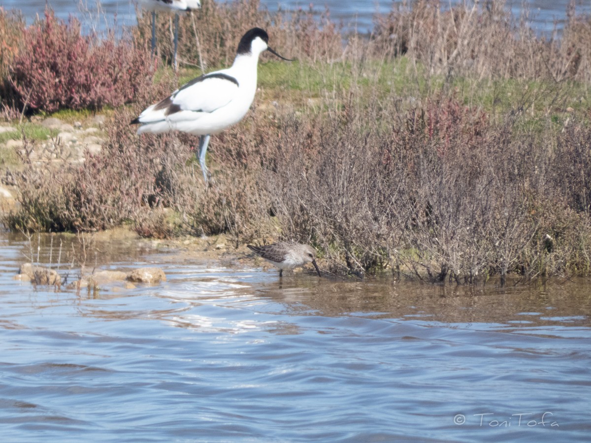 Bécasseau variable - ML546390611