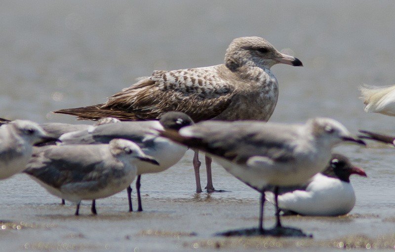 California Gull - ML54639121