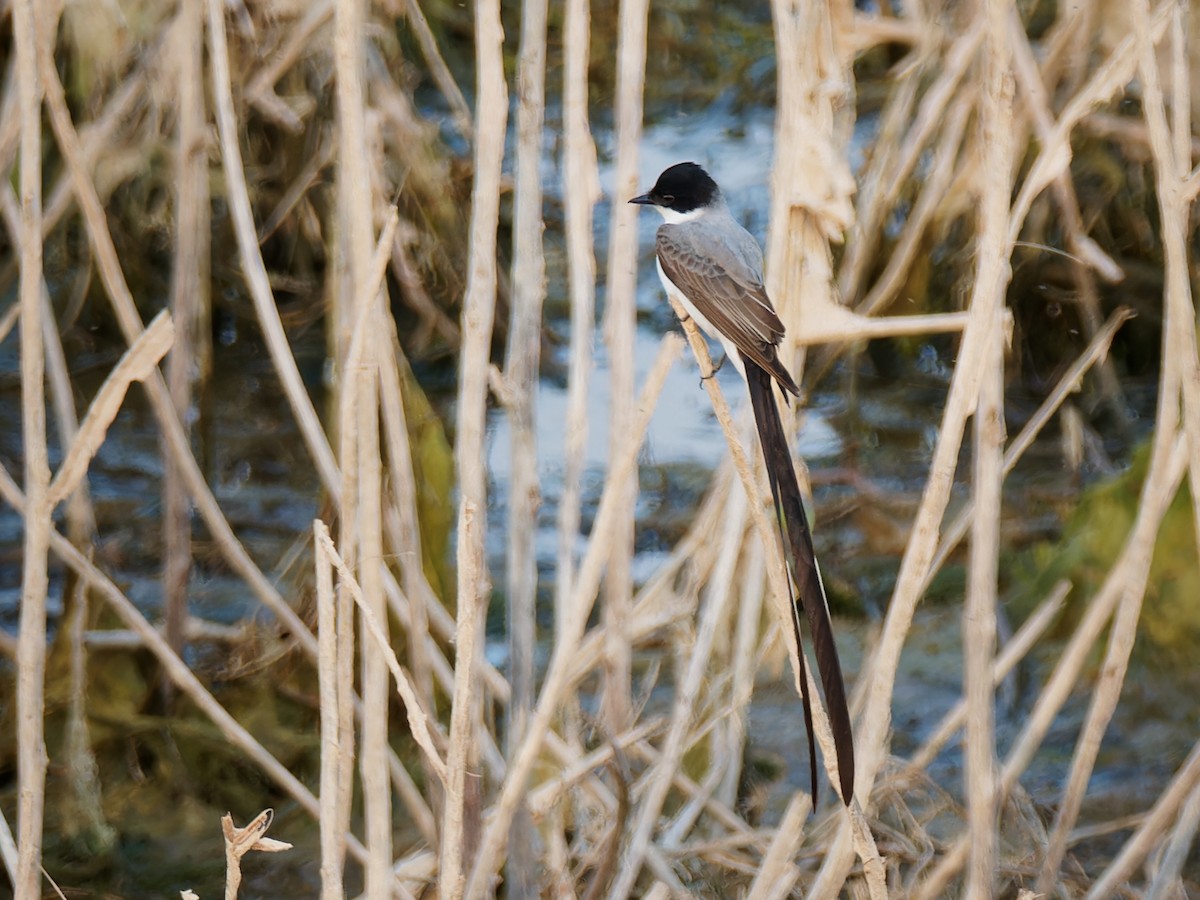 Fork-tailed Flycatcher - ML546392301