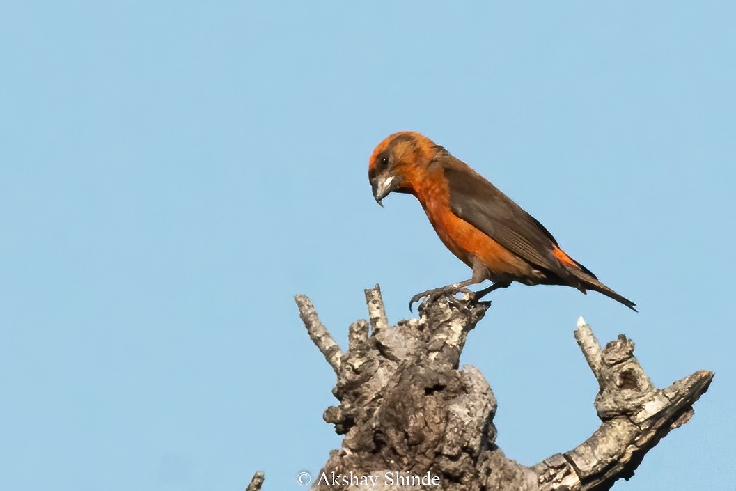 Red Crossbill - ML546392311