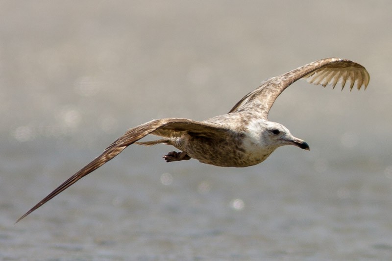 California Gull - ML54639271