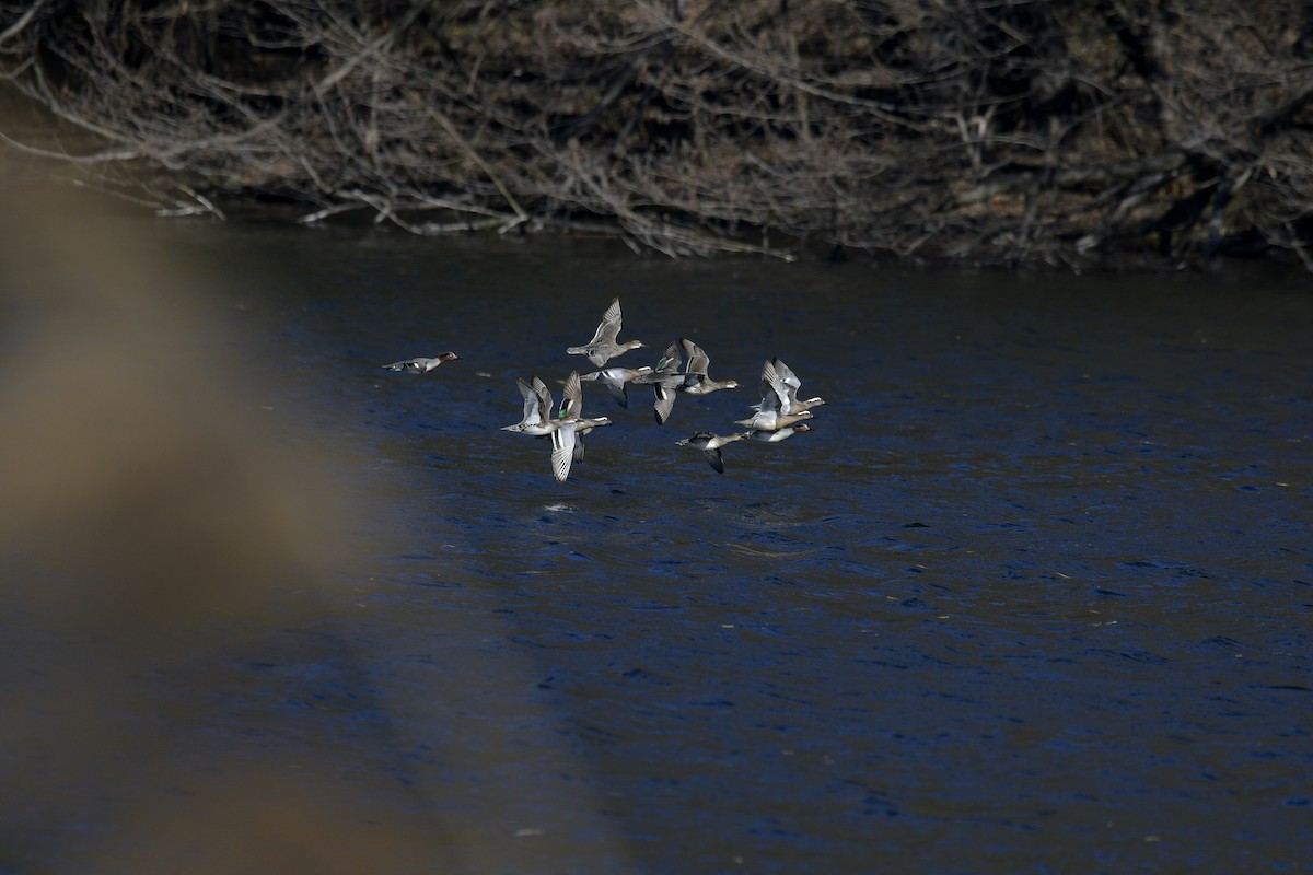 Green-winged Teal - ML546393071