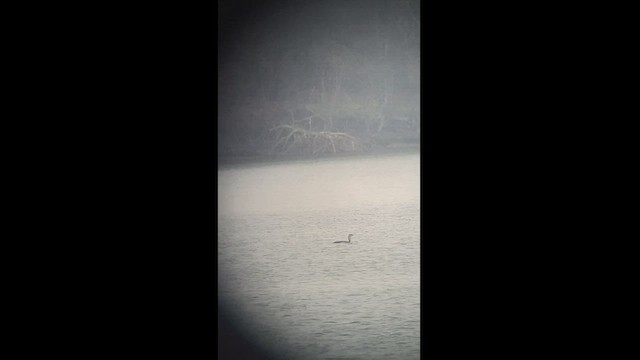 Улаан гүеэт гахууна - ML546393581