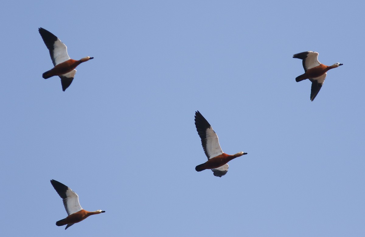 Ruddy Shelduck - ML546394261