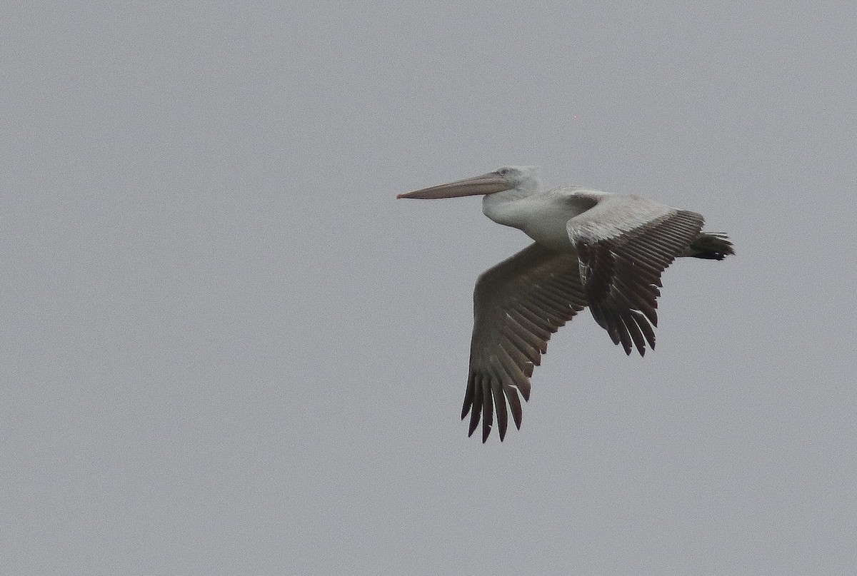 Dalmatian Pelican - Peter Alfrey