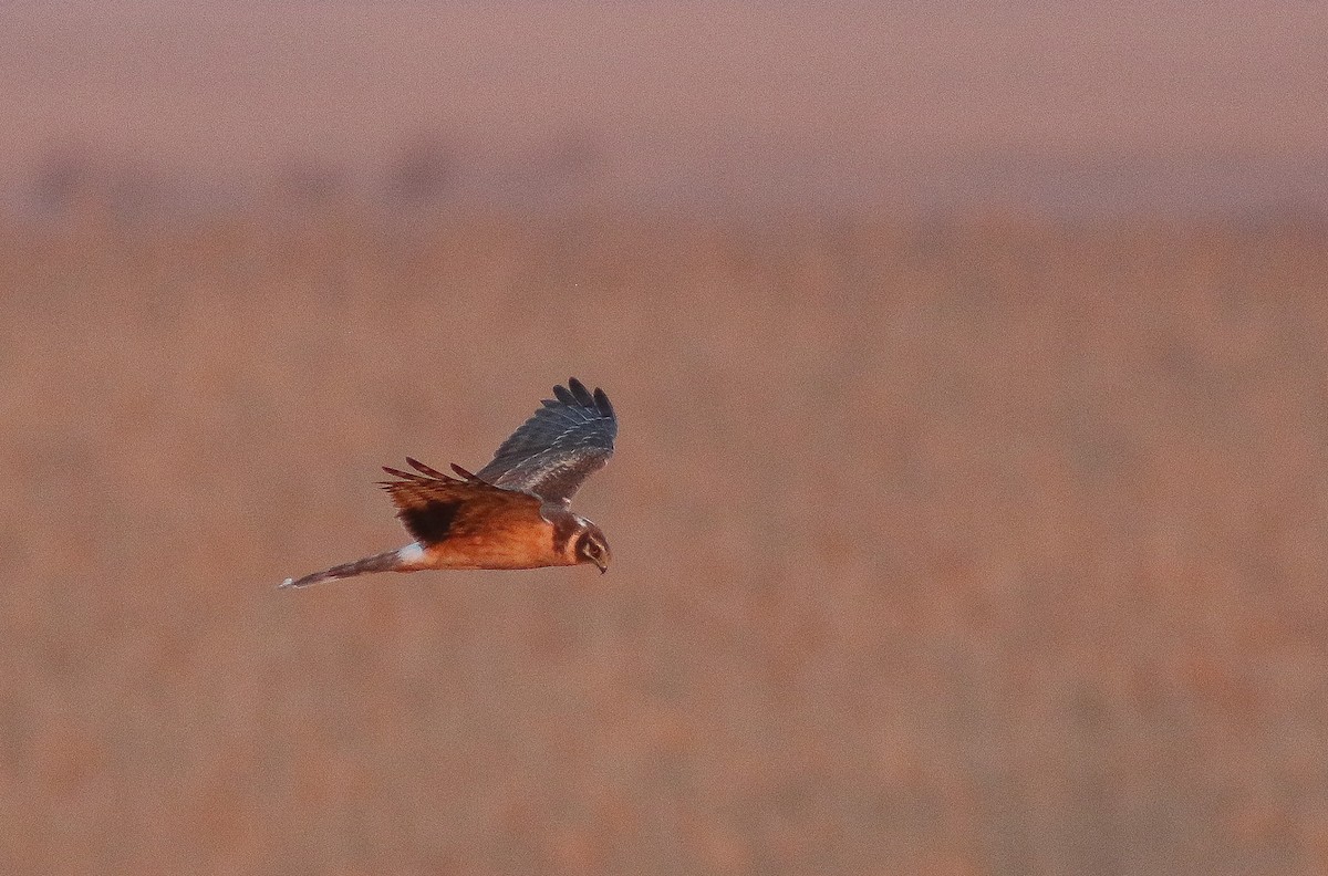 Pallid Harrier - ML546394711