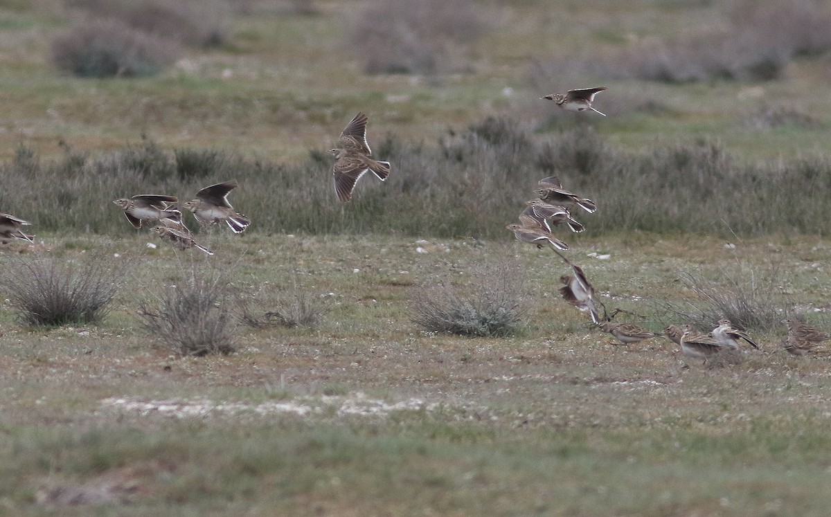 Calandra Lark - ML546394921