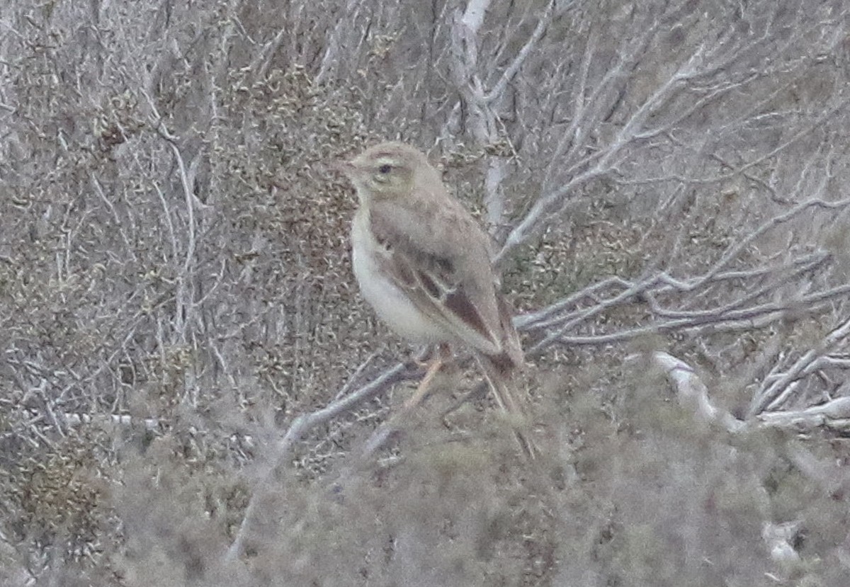 Pipit rousseline - ML546395711