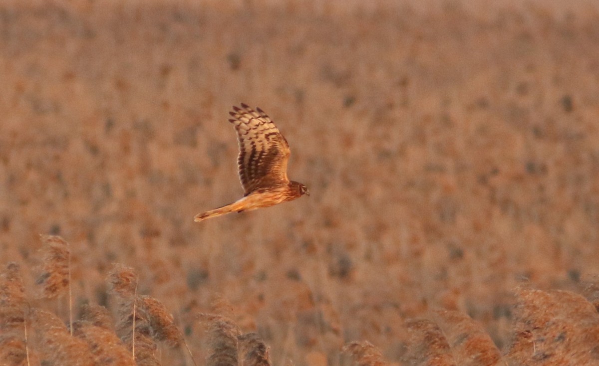 Hen Harrier - ML546395811