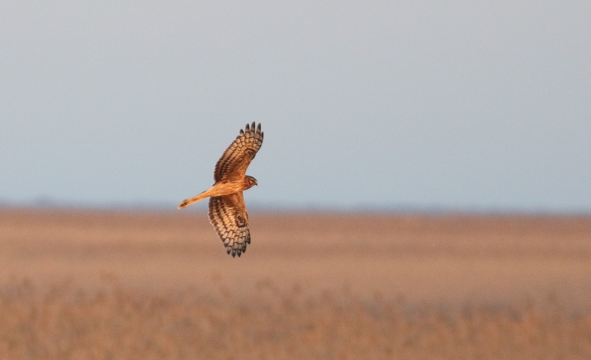 Hen Harrier - ML546395821