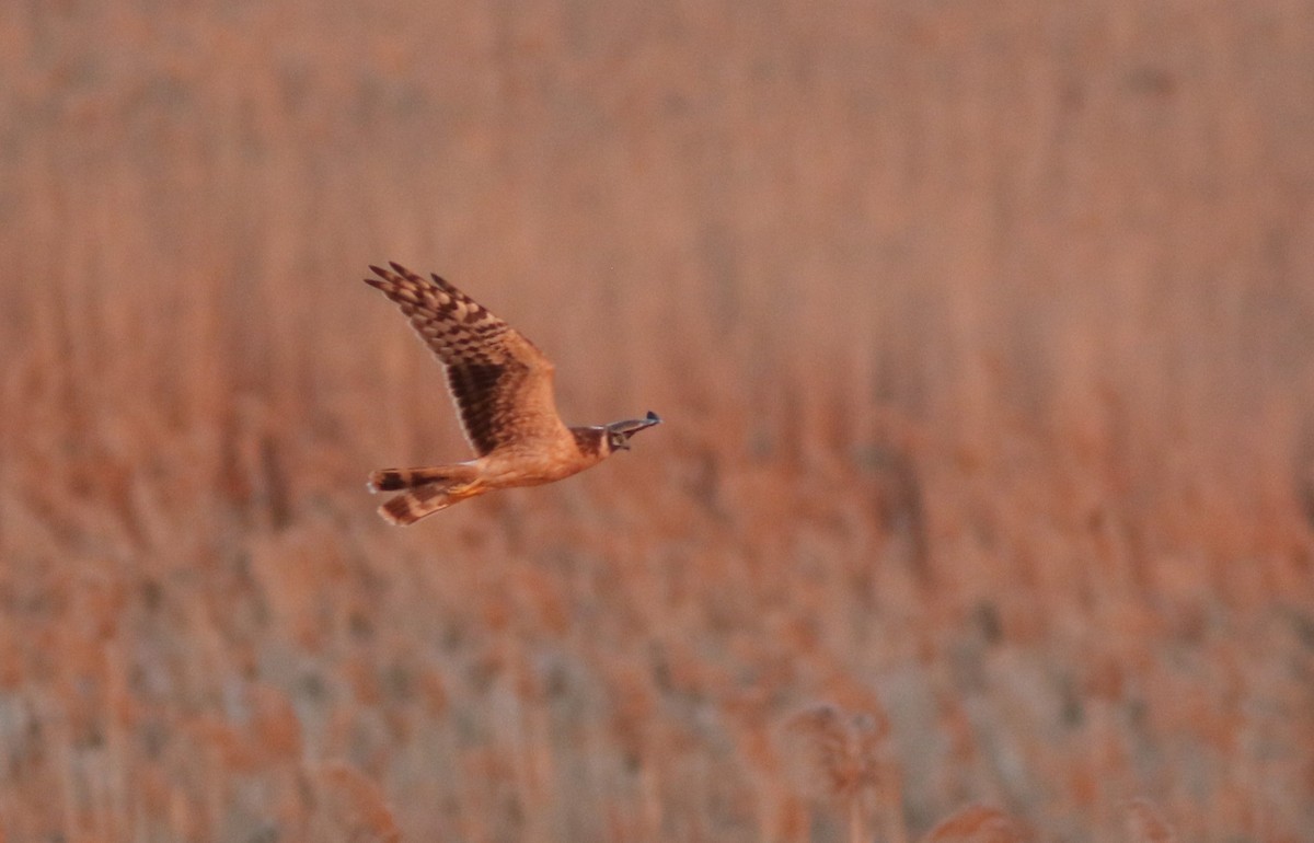 Pallid Harrier - ML546395851