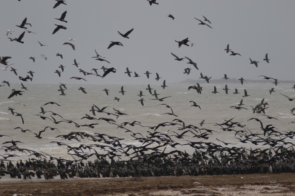 Great Cormorant - ML546395891