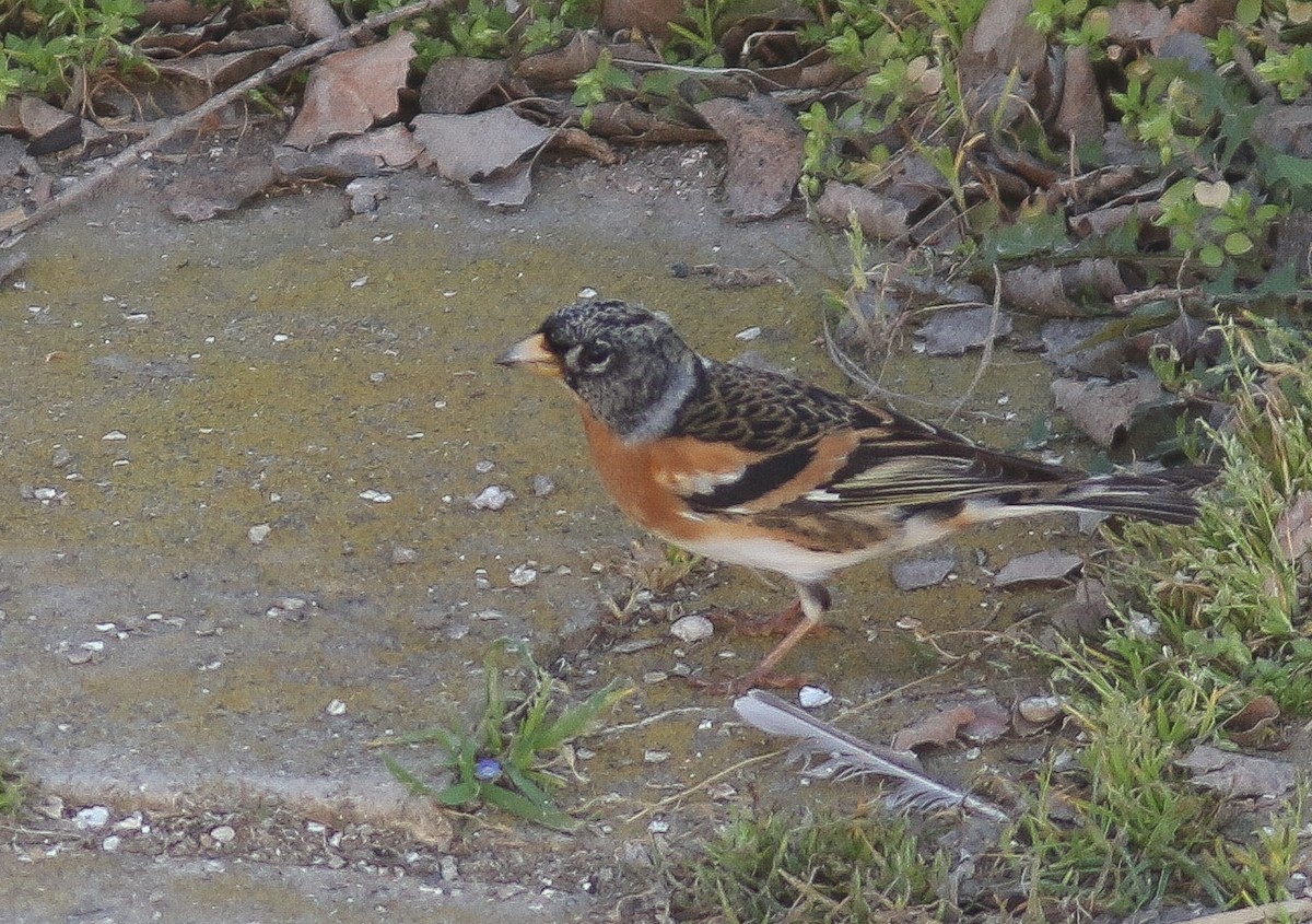 Brambling - ML546396241