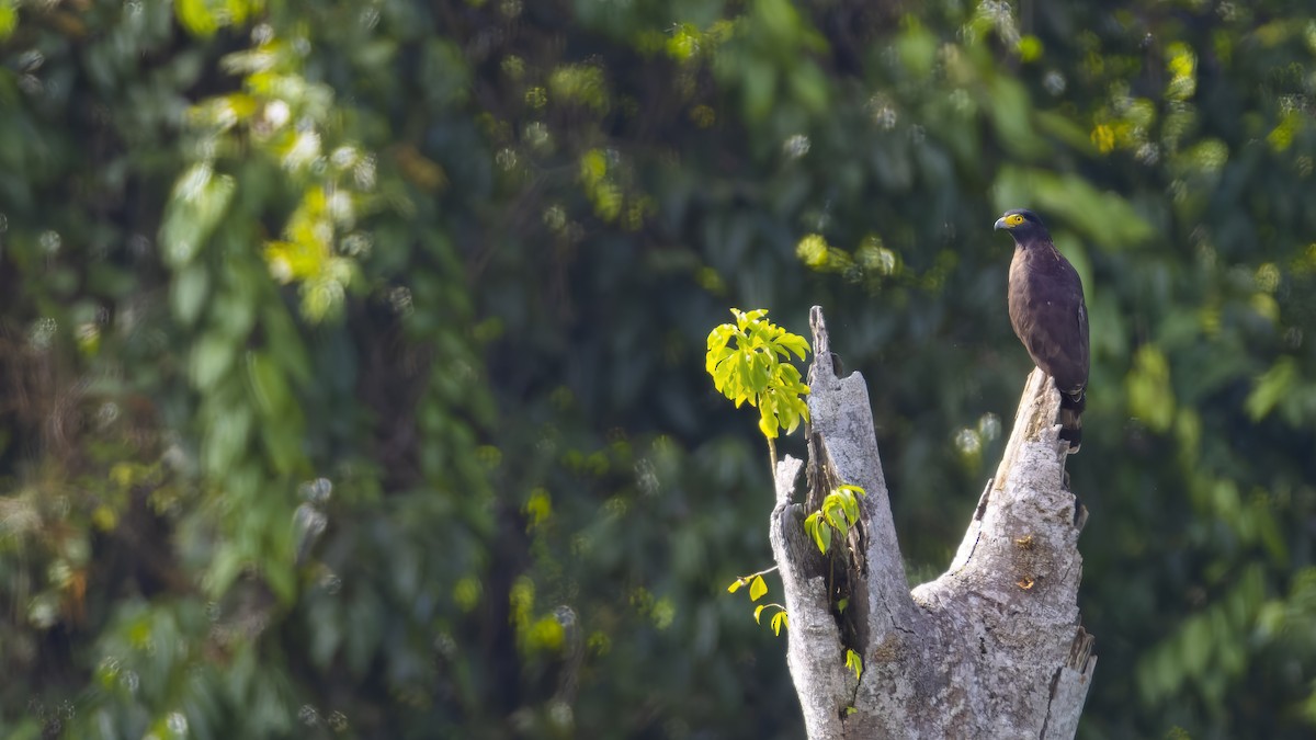 Sulawesi Serpent-Eagle - Kenneth Cheong
