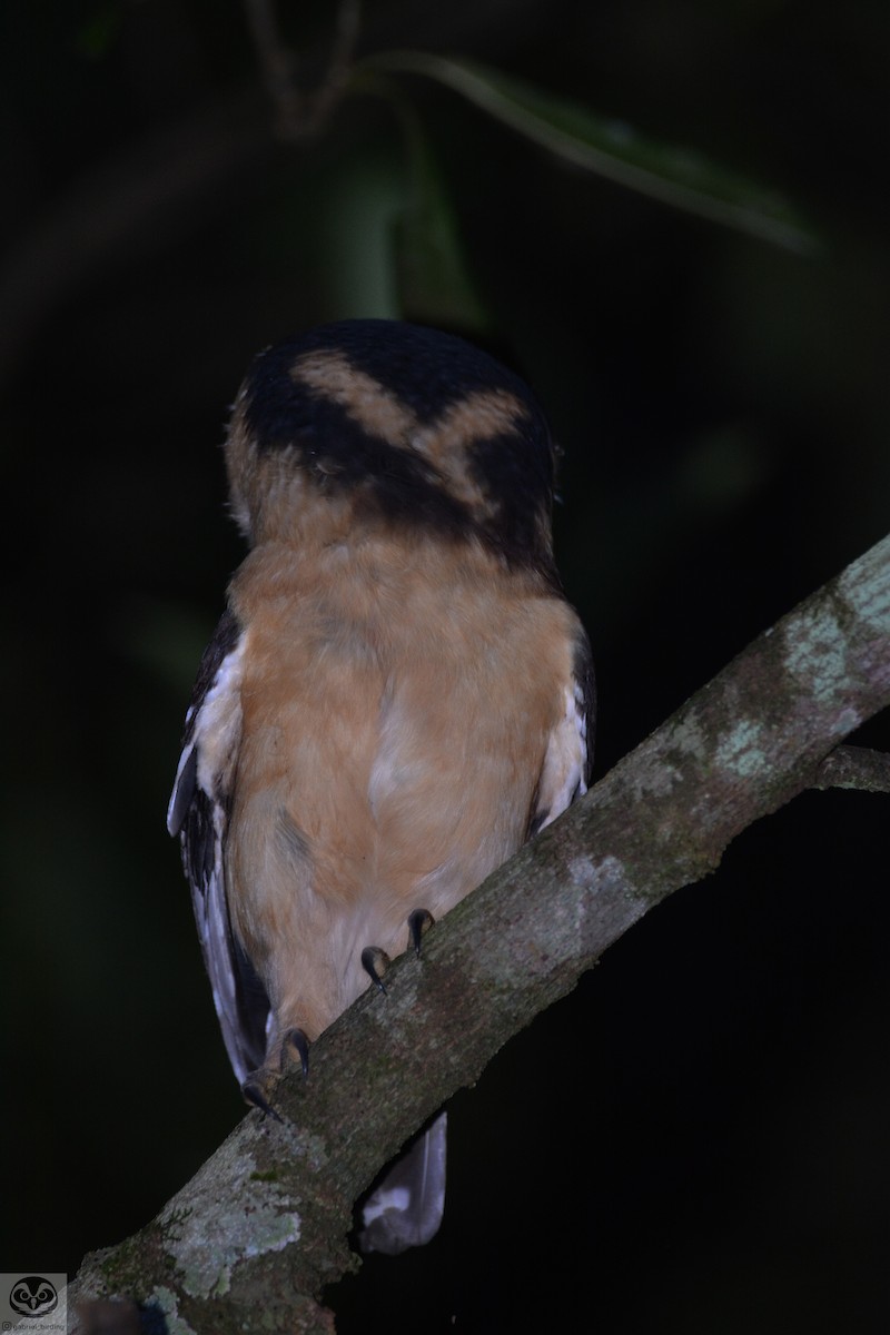 Buff-fronted Owl - ML546396881