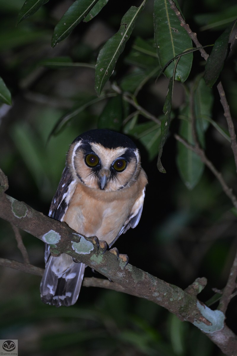 Buff-fronted Owl - ML546396891