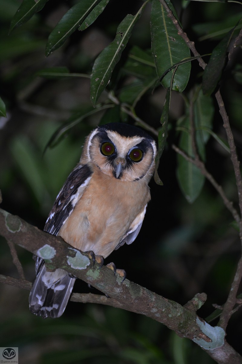 Buff-fronted Owl - ML546396901