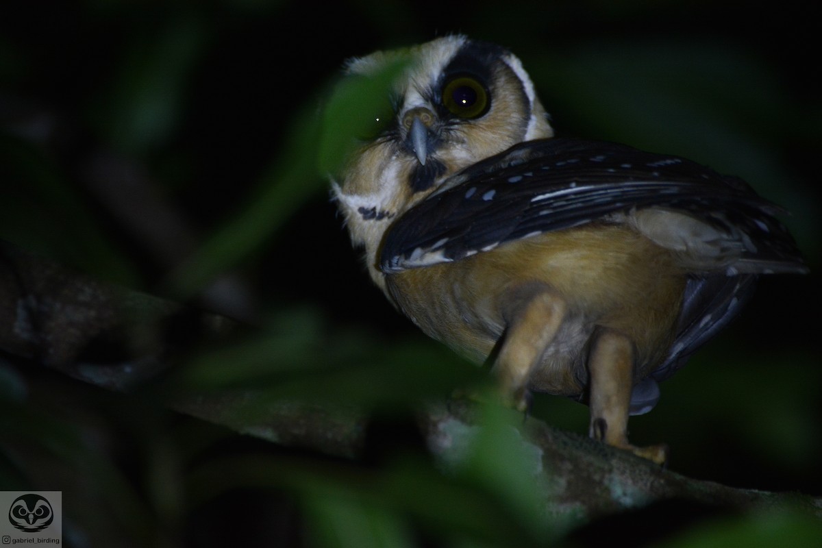 Buff-fronted Owl - ML546396911