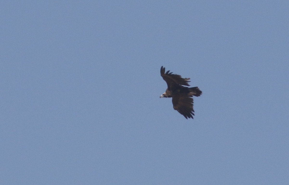 Cinereous Vulture - ML546397031