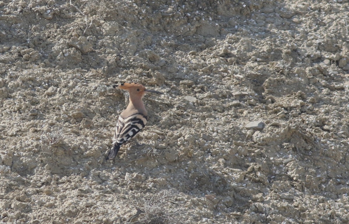 Eurasian Hoopoe - ML546397081