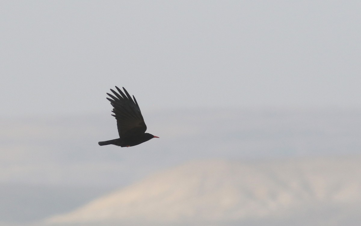 Red-billed Chough - ML546397101