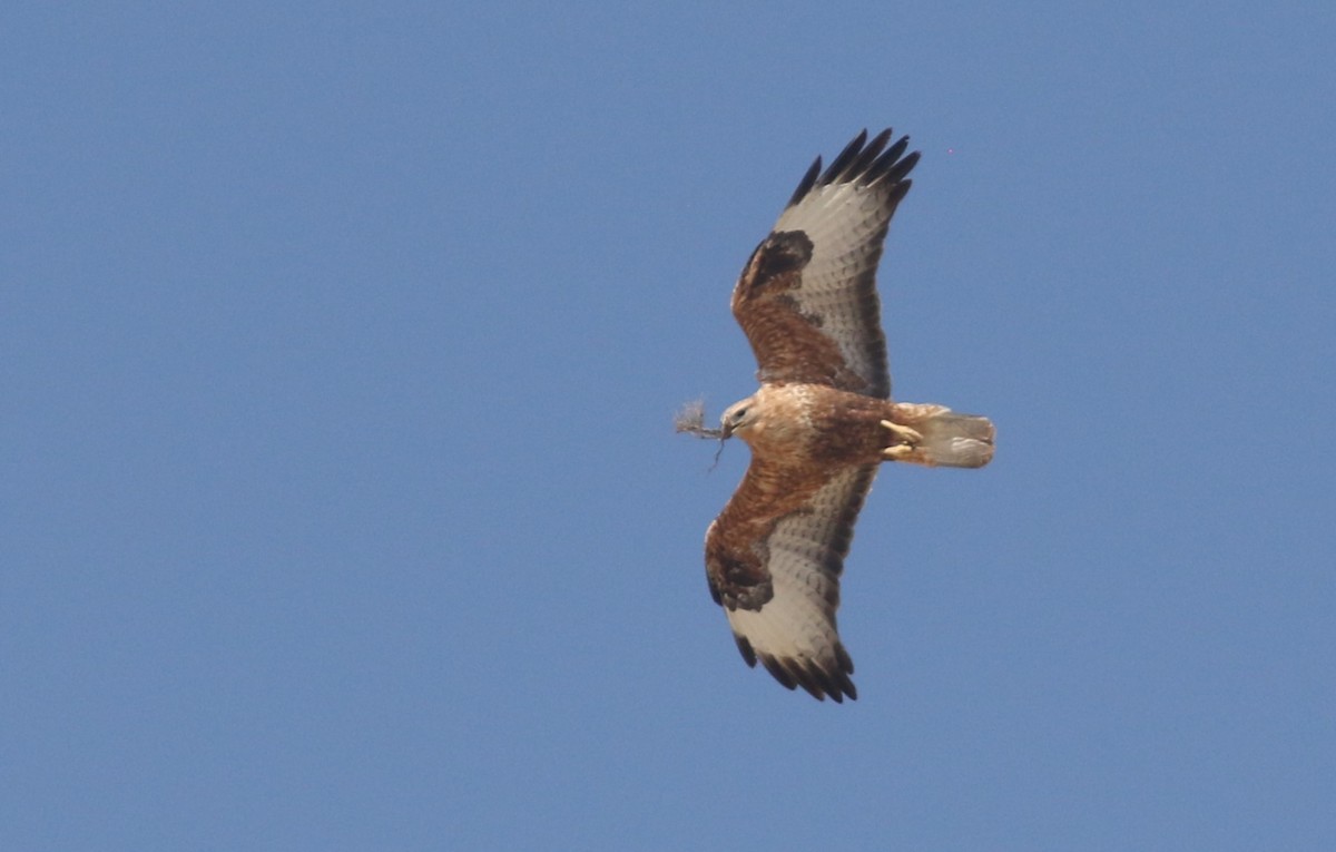 Long-legged Buzzard - ML546397111